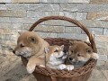 shiba-inu-stenci-small-1