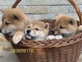 shiba-inu-stenci-small-2