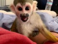 na-prodaju-majmuni-vjeverica-kapucini-paukovi-majmuni-cimpanze-i-marmozeti-small-0