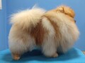 pomeranac-decak-small-0