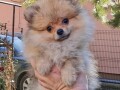 pomeranac-devojcica-small-3