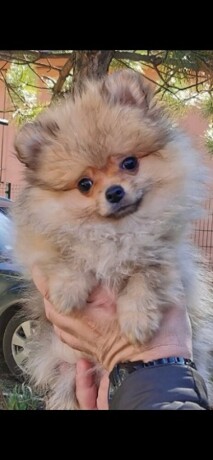 pomeranac-devojcica-big-1