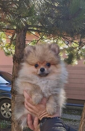 pomeranac-devojcica-big-2