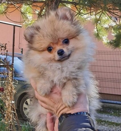 pomeranac-devojcica-big-3