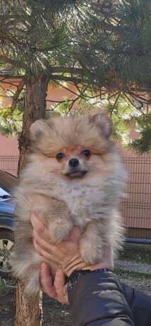 pomeranac-devojcica-big-0