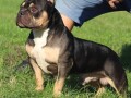 american-bully-small-2