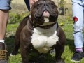 american-bully-small-1