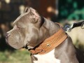 american-bully-small-0