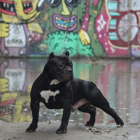 american-bully-big-3