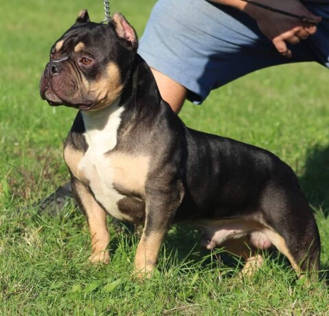 american-bully-big-2