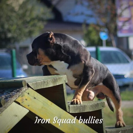 american-bully-big-4