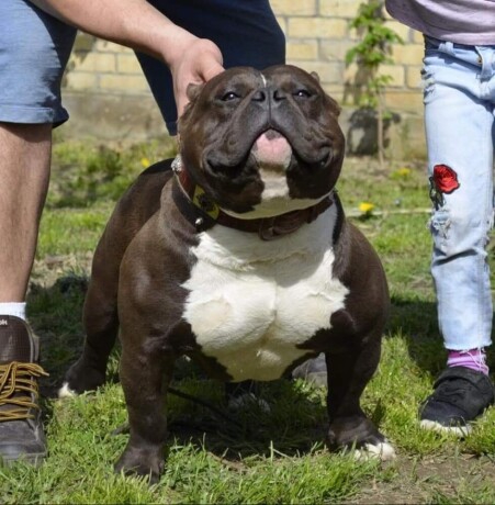 american-bully-big-1