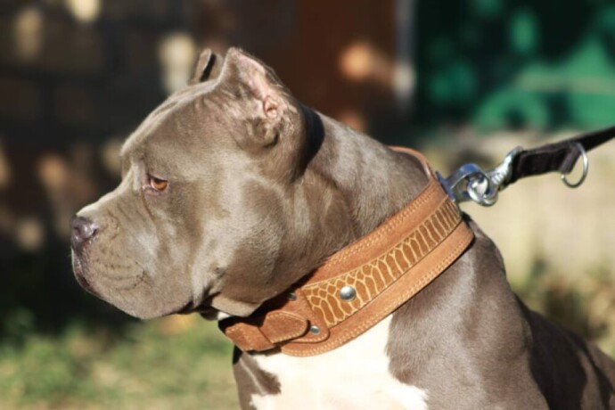 american-bully-big-0