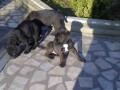 cane-corso-kvalitetni-stenci-small-0