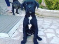 cane-corso-kvalitetni-stenci-small-1