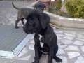 cane-corso-kvalitetni-stenci-small-3