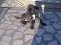 cane-corso-kvalitetni-stenci-small-4