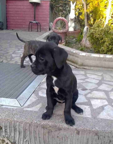 cane-corso-kvalitetni-stenci-big-3