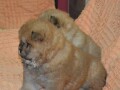 chow-chow-small-2