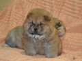 chow-chow-small-3