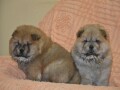 chow-chow-small-1