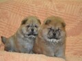 chow-chow-small-4