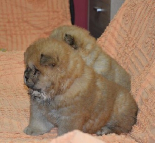 chow-chow-big-2