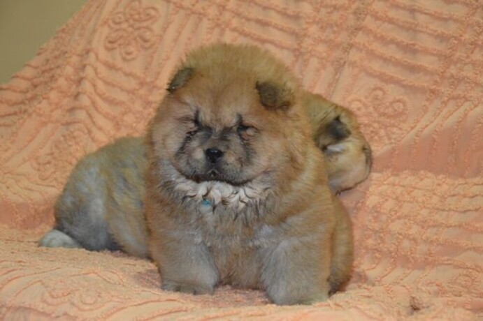 chow-chow-big-3