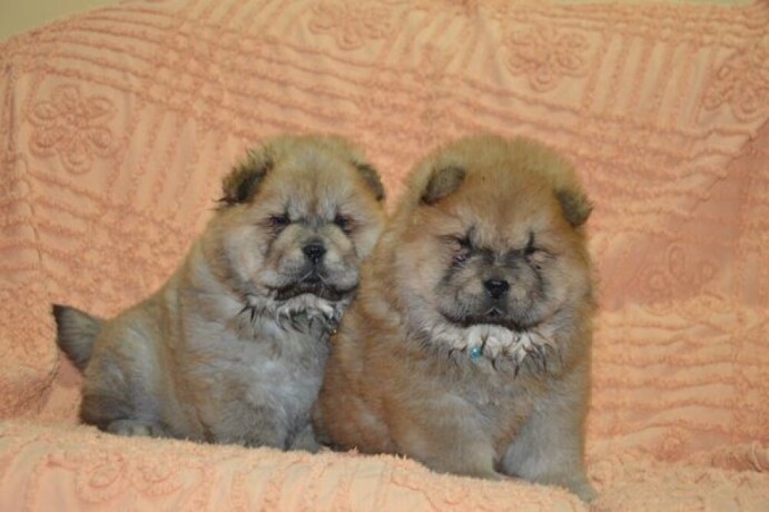 chow-chow-big-4