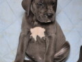 sivi-cane-corso-stenci-small-4