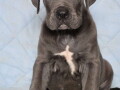 sivi-cane-corso-stenci-small-1