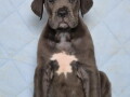 sivi-cane-corso-stenci-small-3