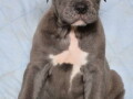 sivi-cane-corso-stenci-small-0