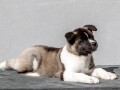 americka-akita-small-2