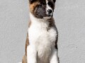 americka-akita-small-1