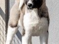 americka-akita-small-0