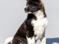 americka-akita-small-4