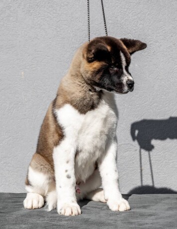 americka-akita-big-3