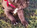 cane-corso-stenci-small-2