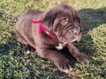 cane-corso-stenci-small-4