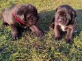 cane-corso-stenci-small-0