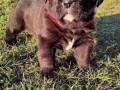 cane-corso-stenci-small-3