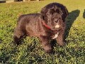 cane-corso-stenci-small-1