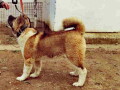 americka-akita-dva-muzjaka-small-4