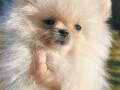 pomeranski-spic-pomeranac-small-2