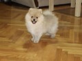 pomeranac-musko-stene-small-2