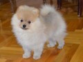 pomeranac-musko-stene-small-4