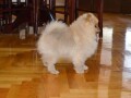 pomeranac-musko-stene-small-3