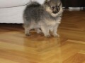 pomeranac-musko-stene-small-0