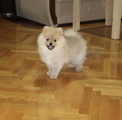 pomeranac-musko-stene-big-2